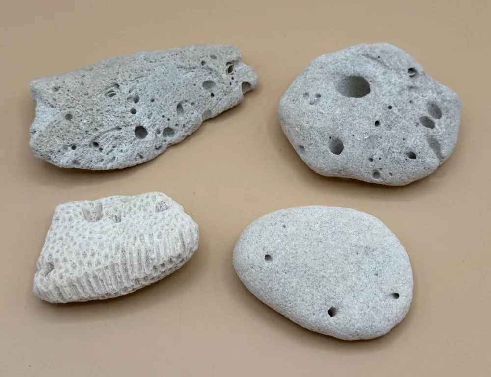 🪸 Natural Ocean Coral & Hag Stone Lot Trinidad Beach Found Sea Decor Lot 4